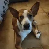 Adopta a Tobi