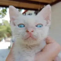 Adopta a Pulguita