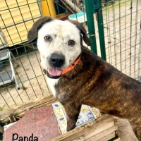 Adopta a Panda