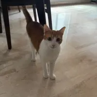Adopta a Luna