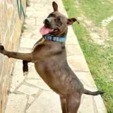 Adopta a Petra