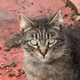 Adopta a Elli