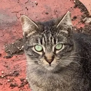 Elli