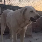 Adopta a Honey