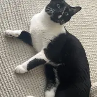 Adopta a Timón