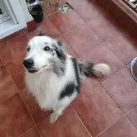 Adopta a Flash