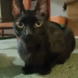 Adopta a Carlitos