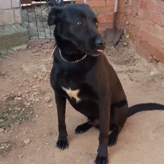 Tobby