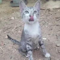 Adopta a Natilla