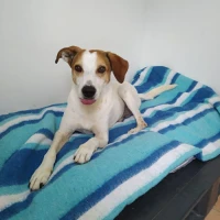 Adopta a Arón