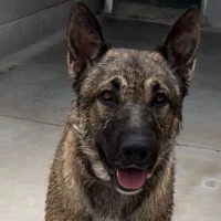Adopta a Kirby
