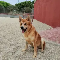 Adopta a Hachiko