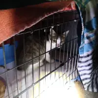 Adopta a Cachorrito