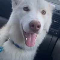 Adopta a Alexis