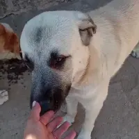 Adopta a Yago
