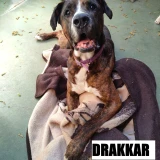 Adopta a Drakkar