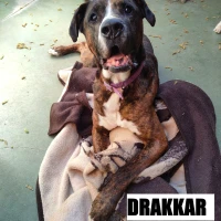 Adopta a Drakkar