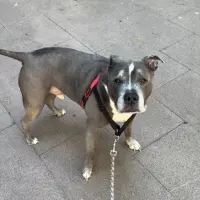 Adopta a Rocco