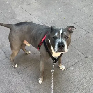 Rocco