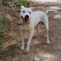 Adopta a Max