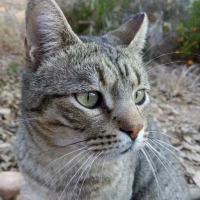 Adopta a Oreo