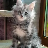 Adopta a Sheri