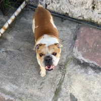 Adopta a Mickey