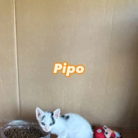 Adopta a Pipo