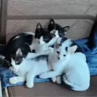 Adopta a Bebés
