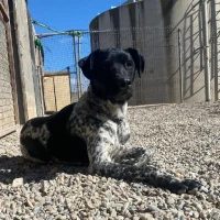 Adopta a Teo
