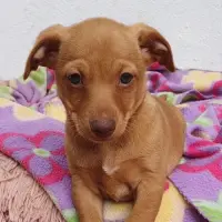 Adopta a Senda