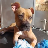 Adopta a Io