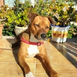 Adopta a Jana