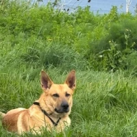 Adopta a Rocco