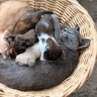 Adopta a Camada