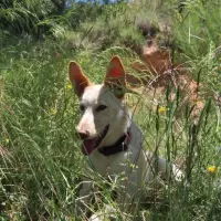 Adopta a Viento