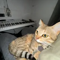 Adopta a Fénix