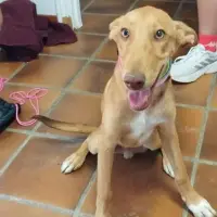 Adopta a Emerson Tlf (Whatsapp) 645978718