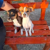 Adopta a Tuno Y Remo