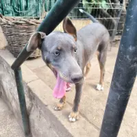 Adopta a Mancha