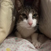 Adopta a Nano