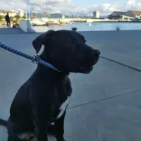Adopta a Zeus