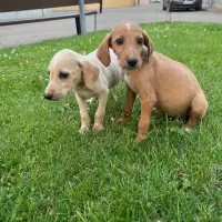 Adopta a Cachorros