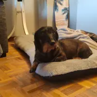 Adopta a Marley