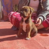 Adopta a Gustavo