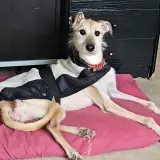 Adopta a Lira