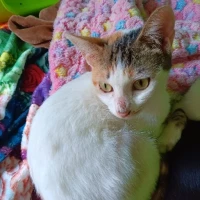 Adopta a Frida