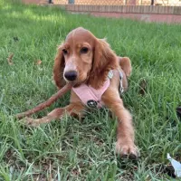 Adopta a Leila