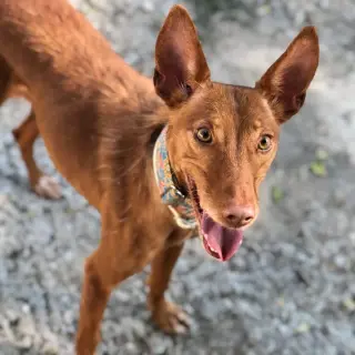 Toffee