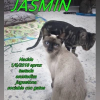 Adopta a Jasmin